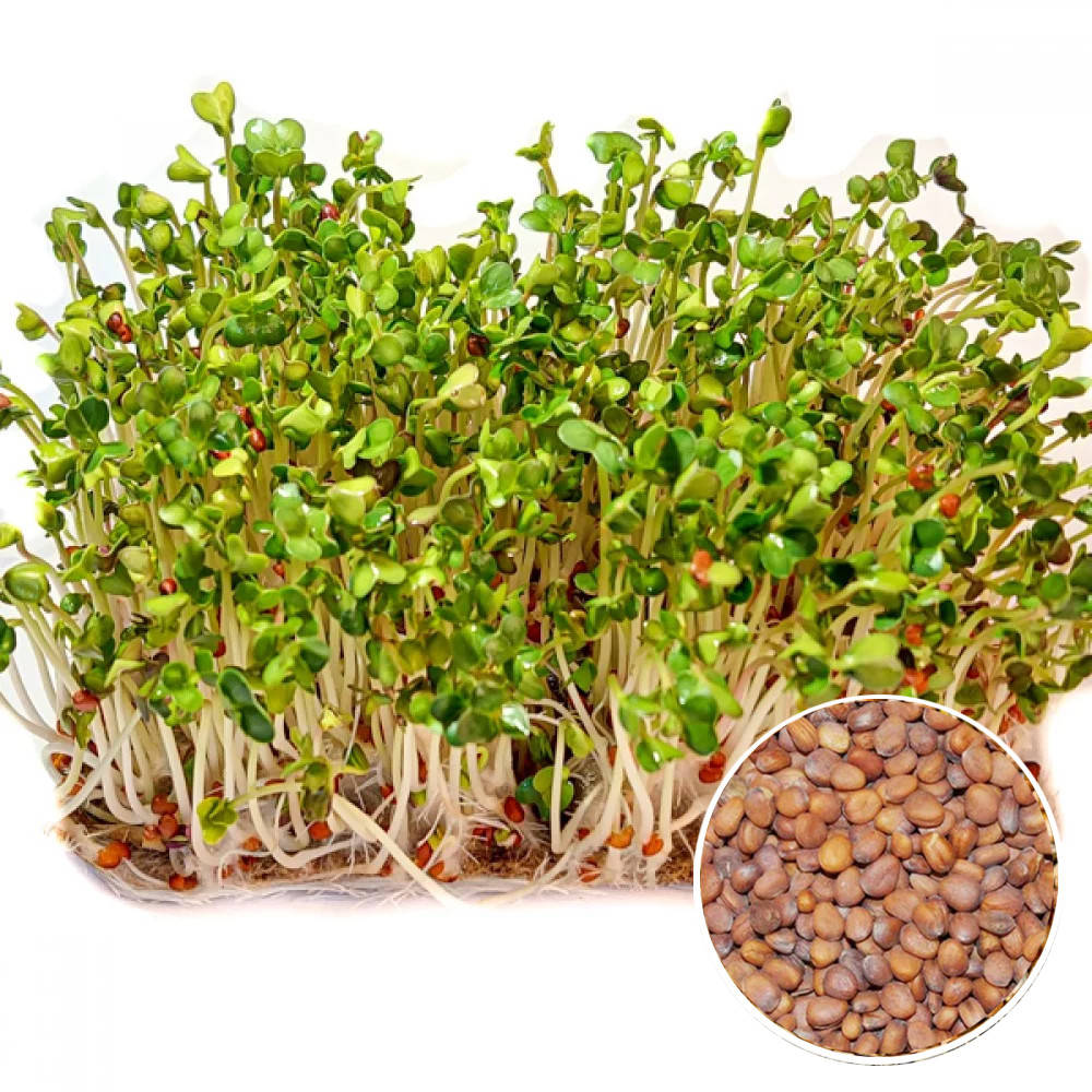 

Редька Дайкон семена микрозелени 20 г