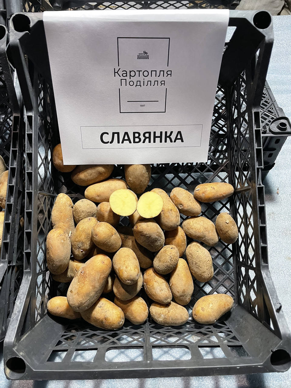 

Семенной картофель Славянка, I-я репродукция