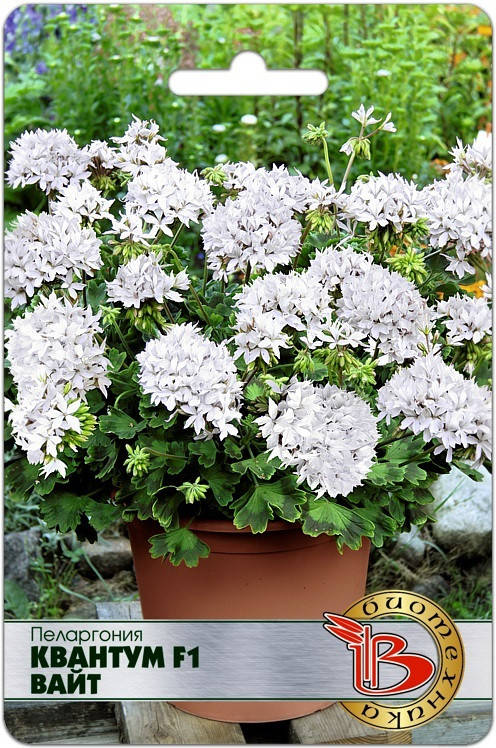 

Семена Пеларгония Квантум F1 Вайт 5 семян Биотехника, Белый