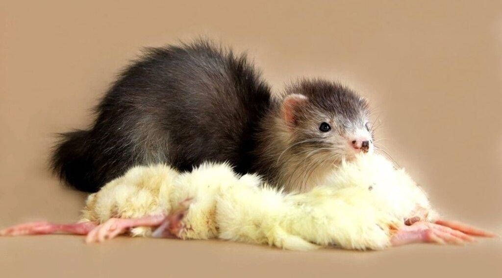 

Кормовые суточные цыплята, натуральный корм для домашних животных