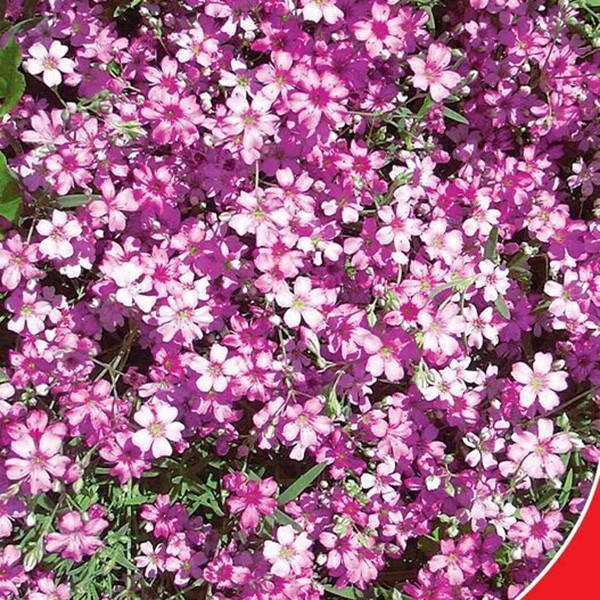 

Семена Цветы Гипсофила Мираж 0,2г GL Seeds (1825), Розовый