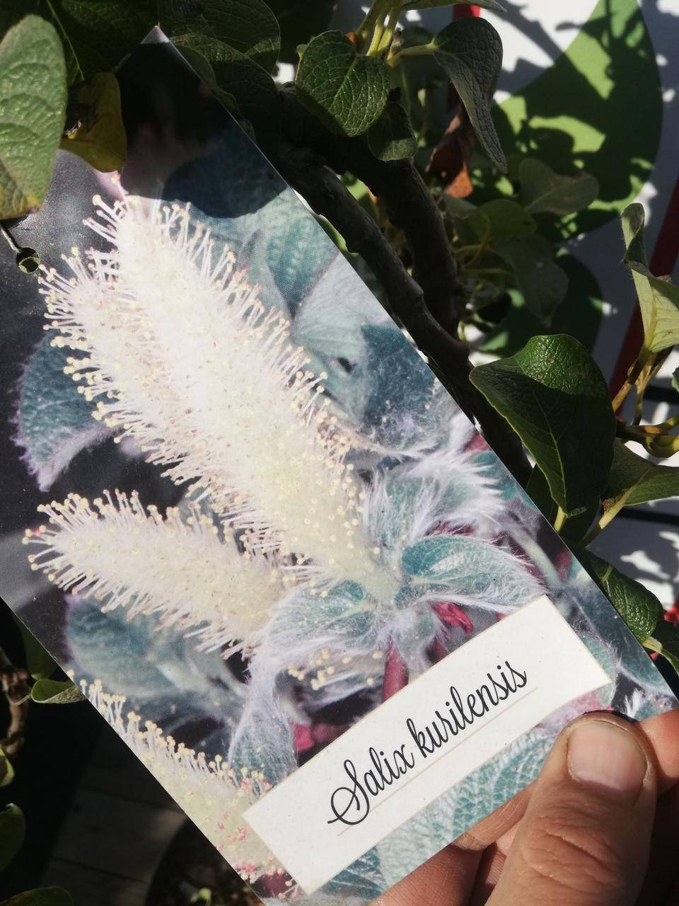 

Верба курильська/Salix kurilensis С10/Н 20-25