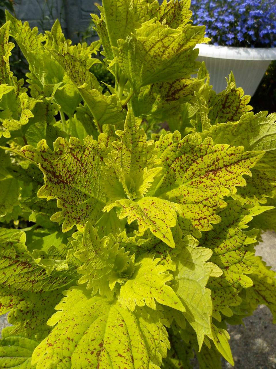 

Колеус Pele саженец в горшке 0,25л