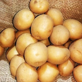 

Картофель Коломбо сорт ультраранний с очень высокой и стабильной урожайностью класс 1Р фракция 35-55 Голландия