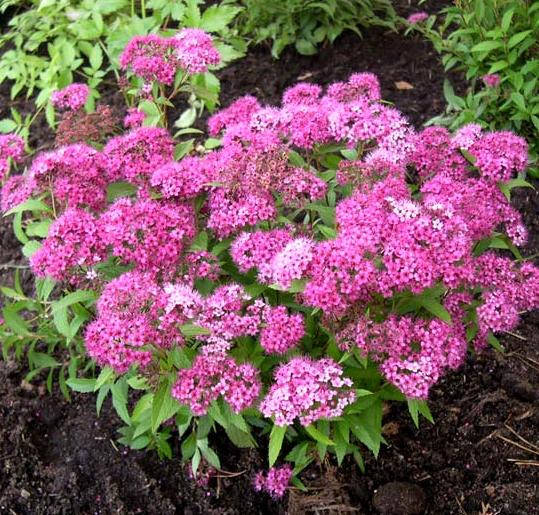 

Спирея японская «Альпина» 15-25 см, 2-3-летние, контейнер 0,5 л