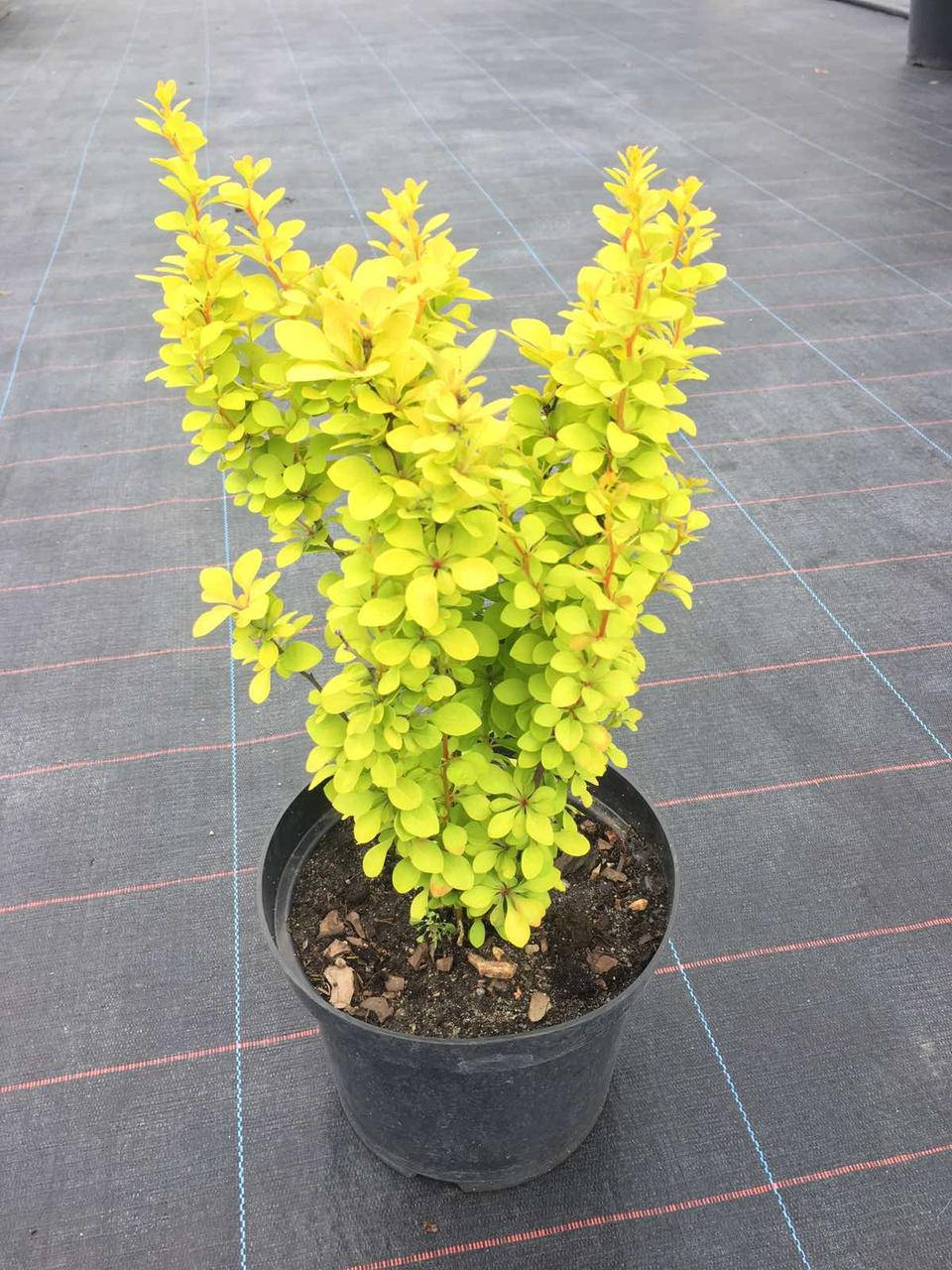 

Барбарис Тунберга Мария c3