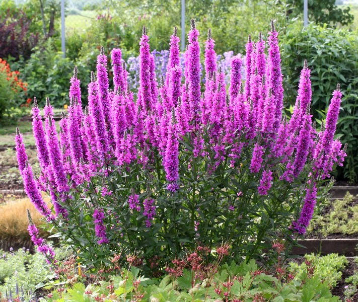 

Дербенник иволистный