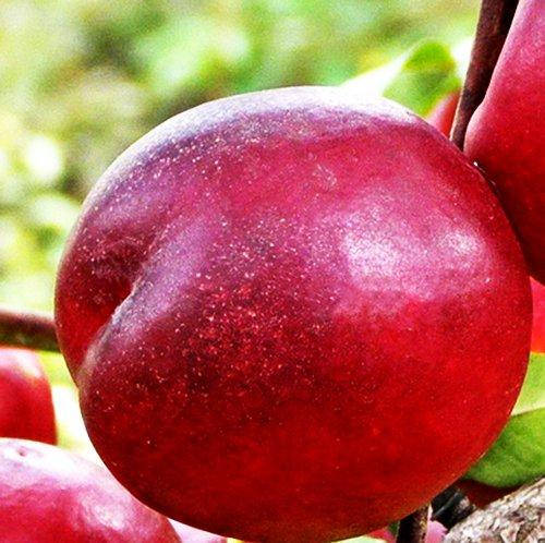 

Нектарин Рубиновый 8