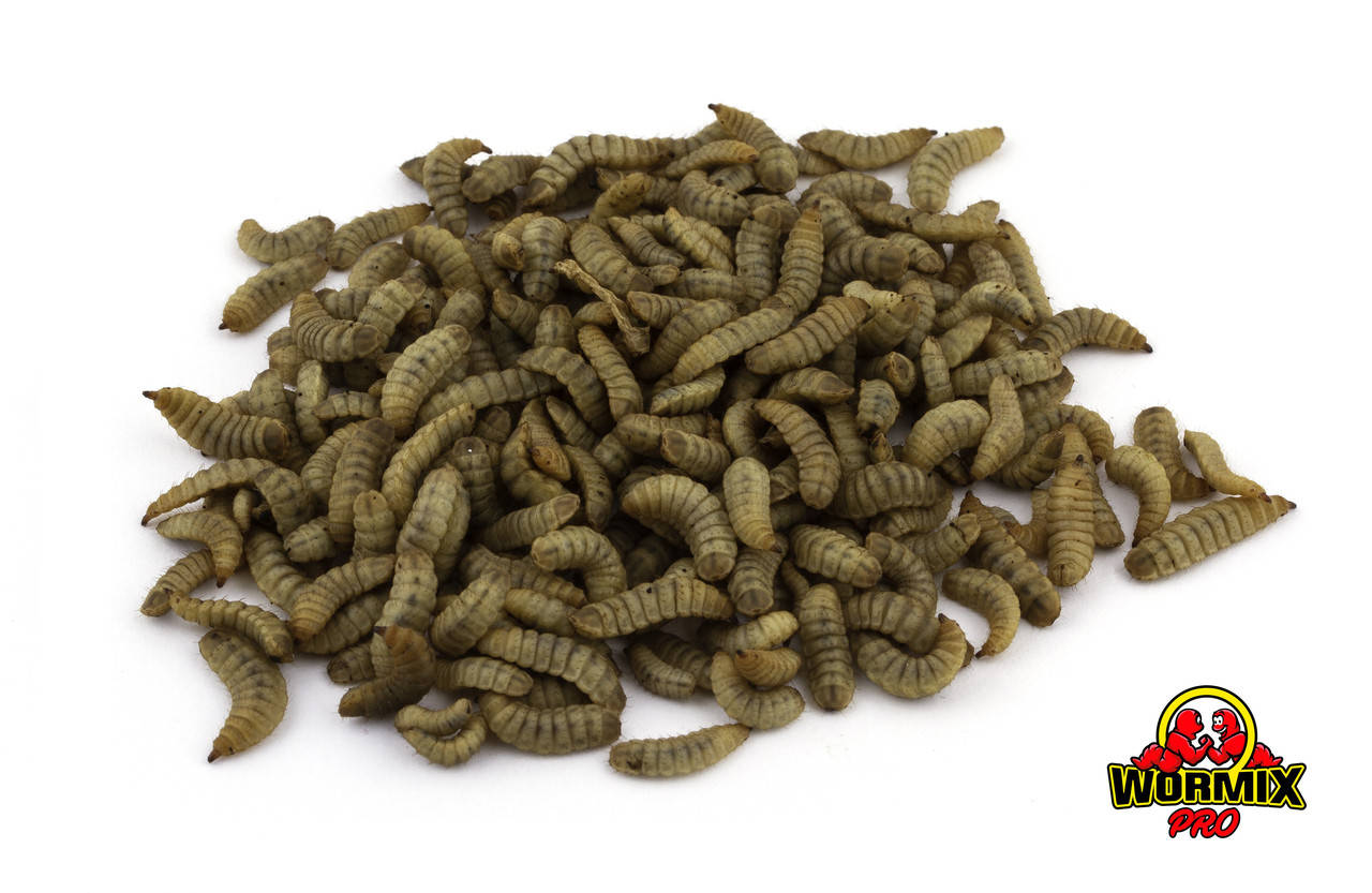 

Живой корм – Чёрная львинка Hermetia illucens Calciworms