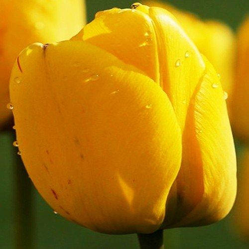 

Тюльпан Golden Apeldoorn 3 шт