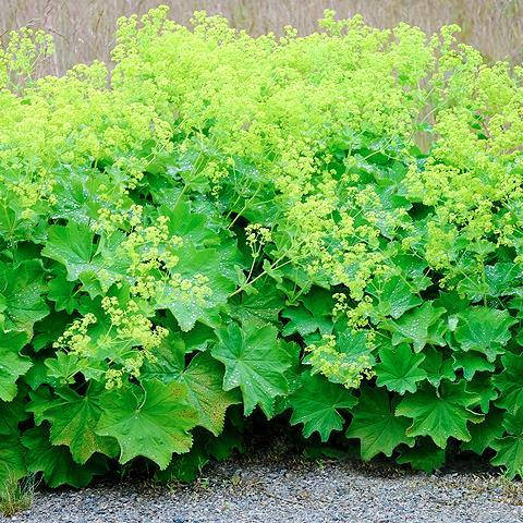 

Манжетка, Alchemilla vulgaris