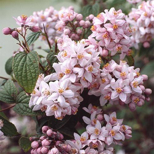 

Дейция Mont Rose (саженцы)