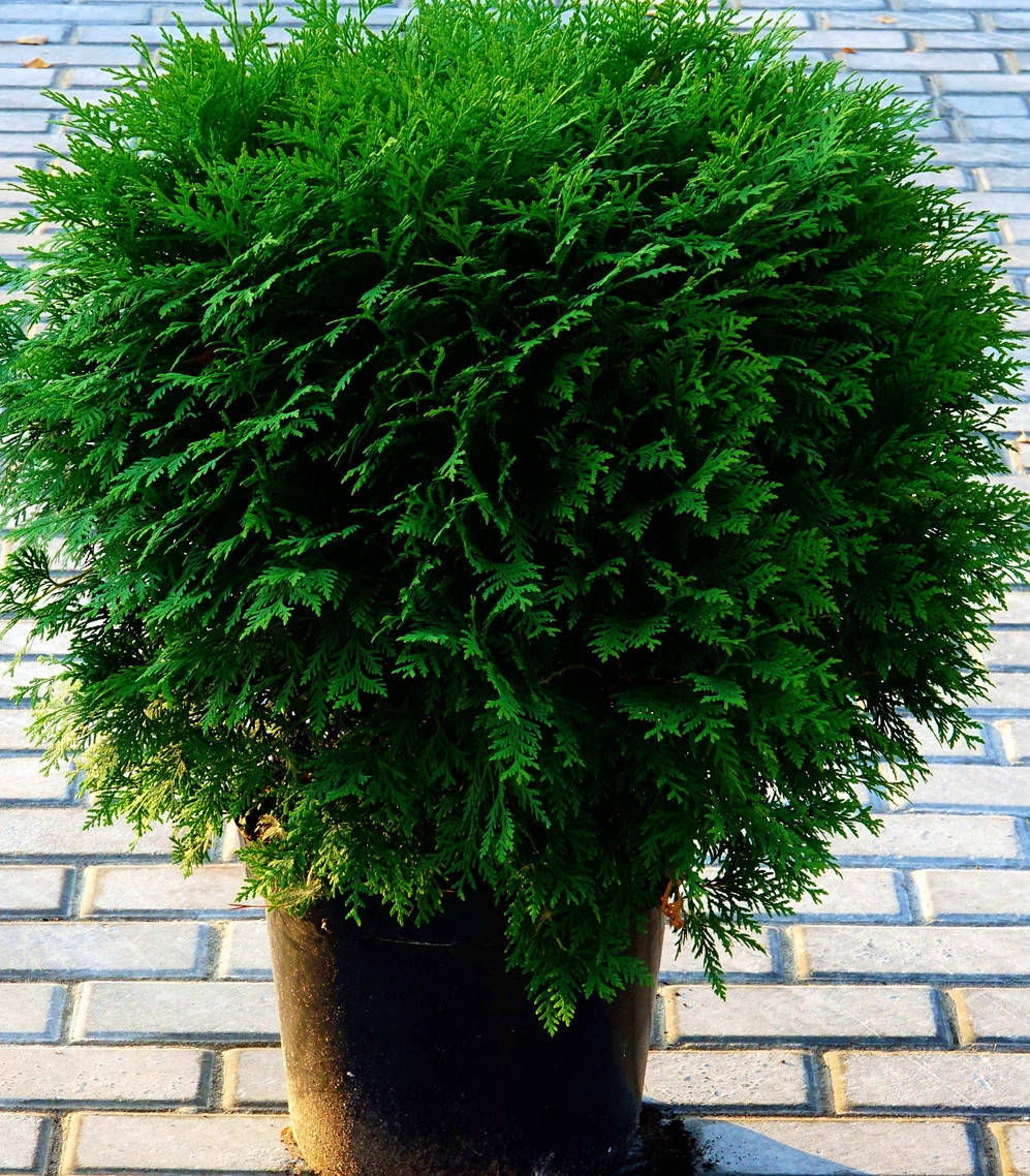 

Туя западная Глобоза ( С3л) саженцы