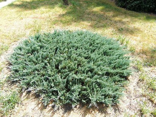 

Можжевельник горизонтальный Блю Мун Р9 (Juniperus horizontalis Blue Moon)