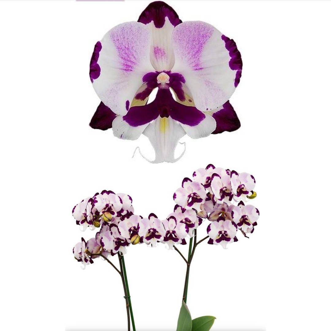 

Орхидея Phal. Epic 1001567 цветок 7.5 cm. подросток 1.7 торф