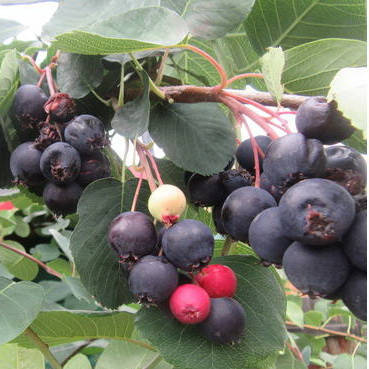 

Саженец ирги THIESSEN, 2-летний