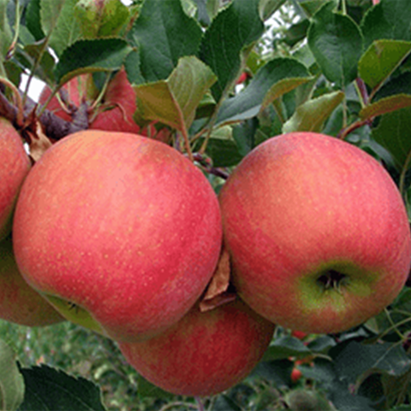 

Саженцы яблони «Пирус» - 1-летний