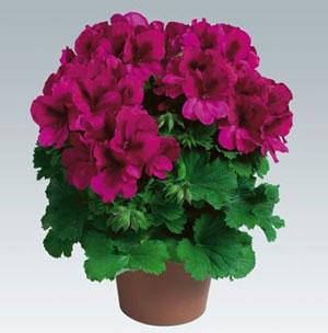 

Королевская пеларгония Aristo Burgundy