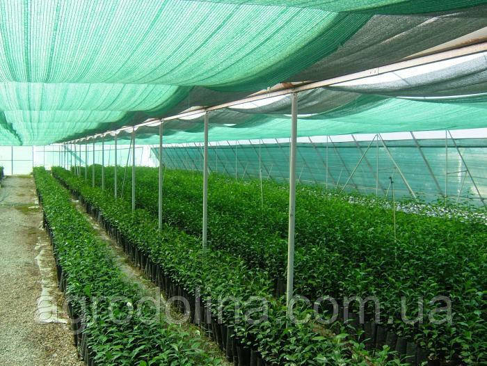 

Затіняюча сітка 2м 60% затінення, Польща, Зелёный