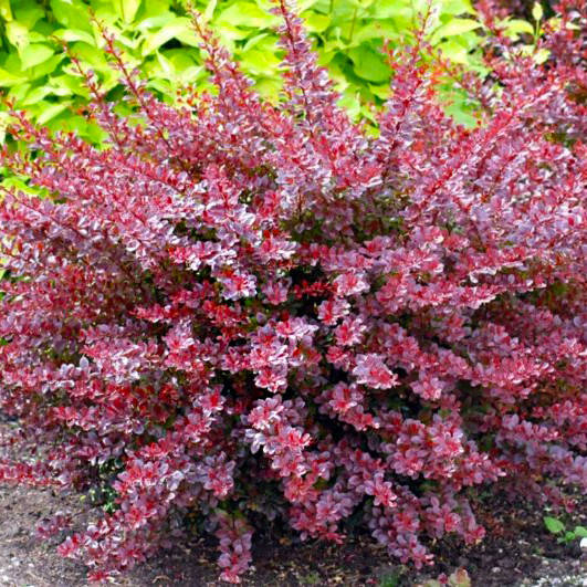 

Барбарис Red Lady 0,5 л