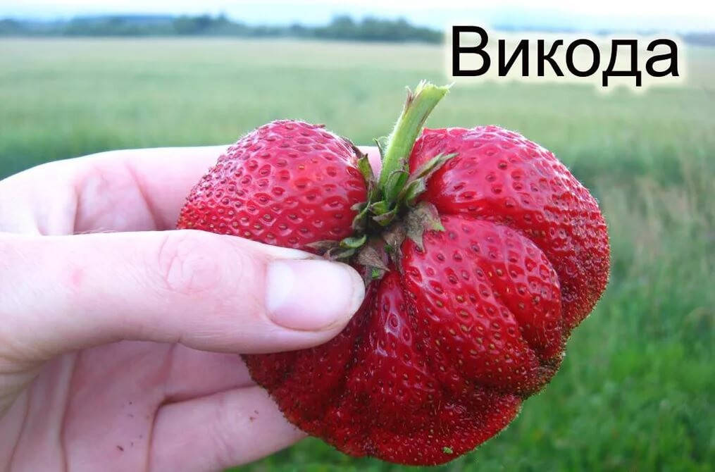

Клубника Викода