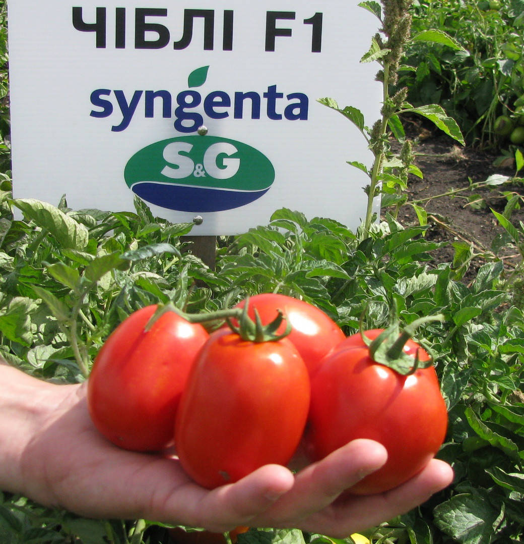

Семена томата Чибли F1 (2500 сем.) Syngenta