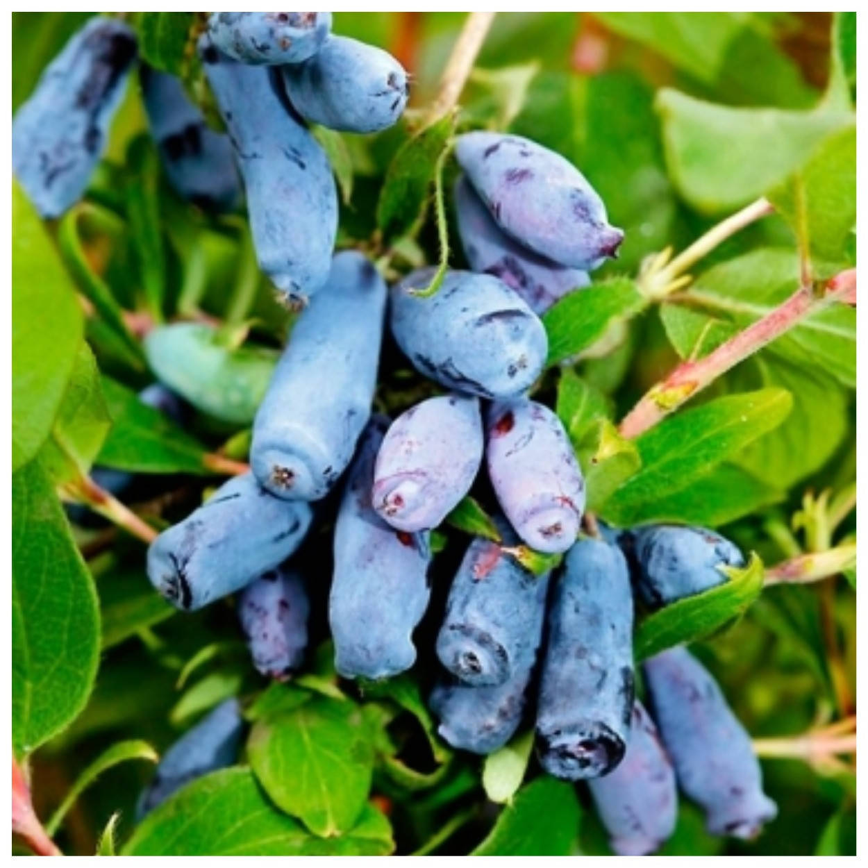 

Жимолость съедобная Слобожанка 1 год