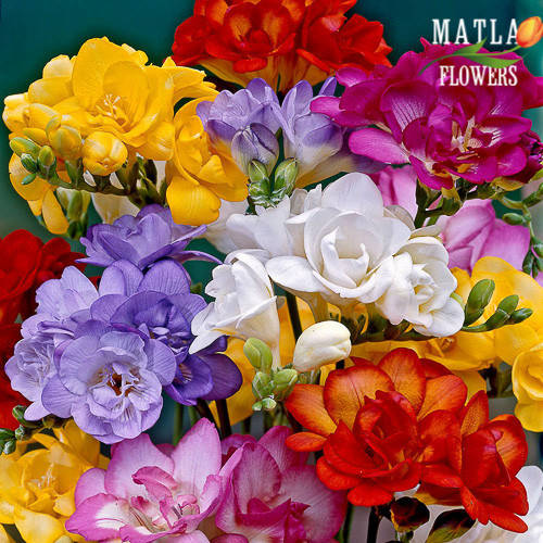 

Луковицы Фрезия Смесь Махровая