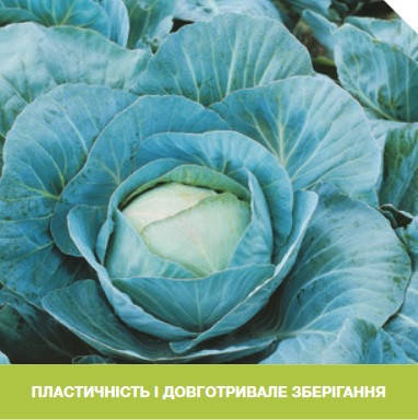 

Адаптор F1 10 шт семена капусты Syngenta Голландия