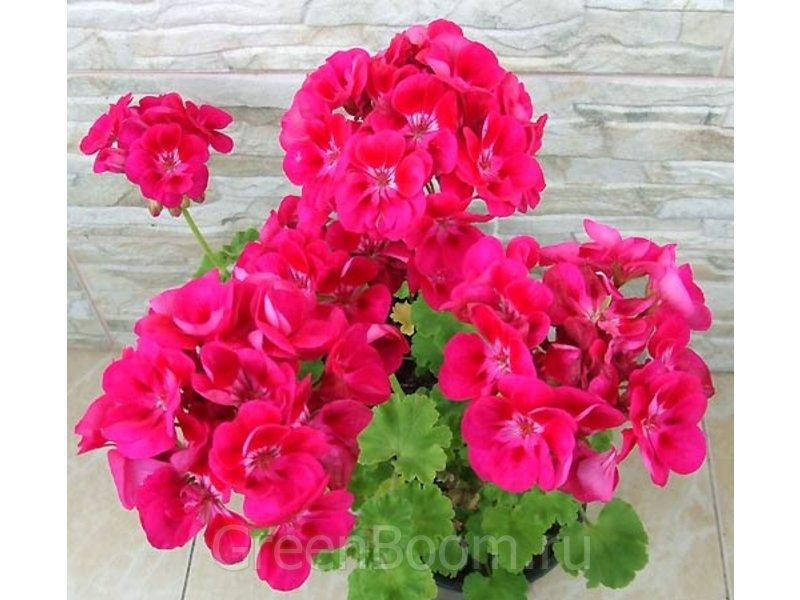 

PAC Flower Fairy Berry (120)