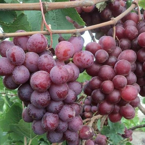 

Виноград Ред Глоуб (саженцы)