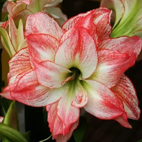 

Aмариллис Double Record