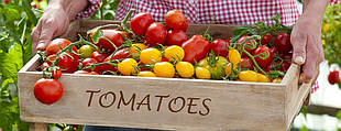 Типи томатів: детермінантні і індетермінантні