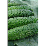 АЛОЕ F1 - насіння огірка самозапильного 50 грам, Moravoseed, фото 2