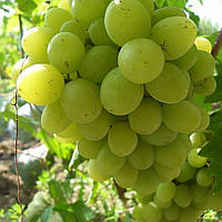 Саженцы столового винограда Валёк - очень раннего срока, урожайный, зимостойкий