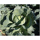 ЗОЛТАН F1 (NiZ 17-1265) - насіння капусти білоголової калібровані 2 500 насіння, Hazera, фото 2