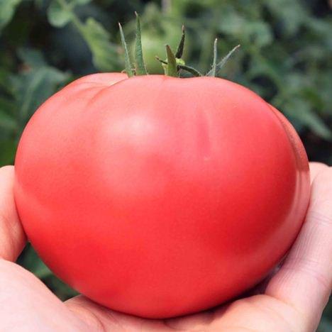 Насіння томату Пінк Делі (TEX 2720) F1 250 нас. Takii seed