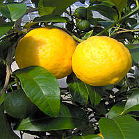 Лимон Аранчиата (C. limon "aranciato") до 20 см. Кімнатний