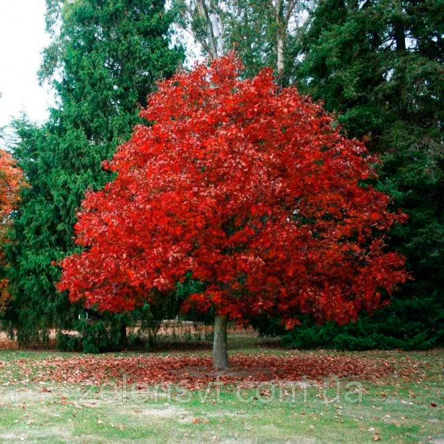 Дуб червоний   Quercus rubra,в/кс