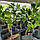 Лимон Мейера (Citrus × meyeri) до 20 см. Хатній привабливий, фото 7