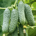 Капрікорн F1 огірок  500 нас. Yuksel Seeds, фото 1