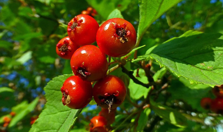 Саженцы Боярышник обыкновенный Crataegus - фото 2 - id-p1380068031