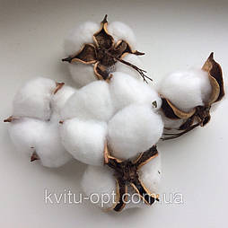 Голова натурального сушеного квітки бавовни (10/шт)