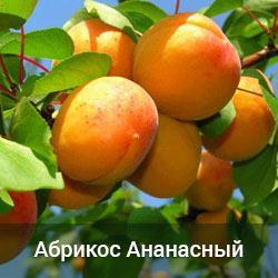 Абрикос Ананасний (дворічний привитий)