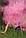 Фарба Холі (Гулал), Рожева, від 1 кг, фарба для фотосесій оптом і в роздріб, фото 8