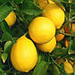 Саджанці Лимона Солодкий пунш (Sweet punch) 2- річний - запашний, кисло-солодкий, ремонтантний, фото 2