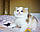 Кішечка шотландська прямоухая шиншила, народжена 20.08.2020 в розпліднику Royal Cats. Україна, Київ, фото 3