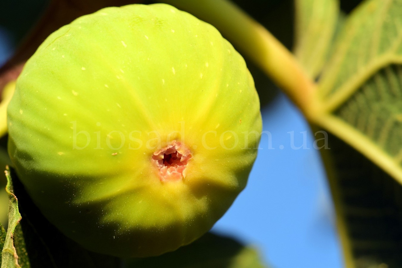 Ексклюзив! Інжир  Вердіно (Verdino), самоплідний сорт, 3-х річний (ЗКС)