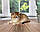 Кошеня шотландська прямоухая шиншила, народжений 21.09.2020 в розпліднику Royal Cats. Україна, Київ, фото 8