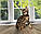 Хлопчик бенгал, ін. 06.11.2020. Бенгальські кошенята з розплідника Royal Cats. Україна, Київ, фото 4